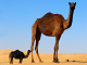 Vanskeligt kamel puslespil