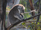 Online koala puslespil
