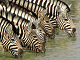 Vanskeligt zebra puslespil