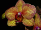 Læg Orkide puslespil