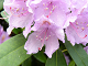 Rhododendron