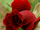 Online rose let puslespil gratis